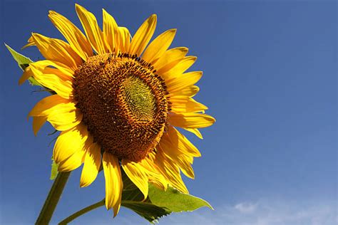 sunflower day spa stock  pictures royalty  images