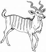 Antelope Coloring Kudu Pages Animals Mural Janbrett Printable Hhl Reversed sketch template