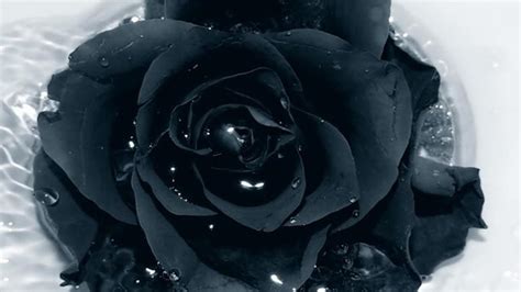 black wallpaper  rose