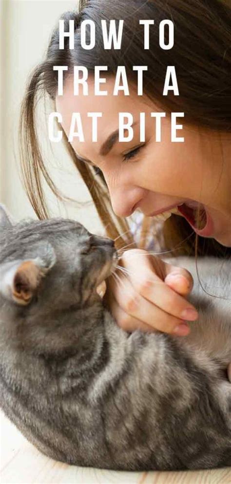 How To Treat A Cat Bite And When To See The Doctor