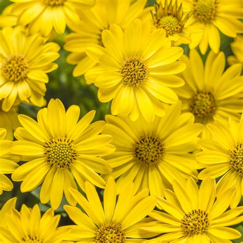 types  yellow flowers   beautiful garden proven winners