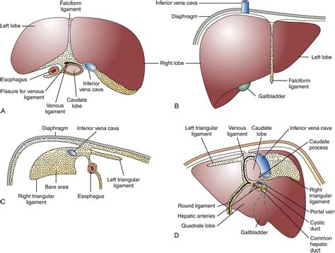 Liver Diseases Basicmedical Key