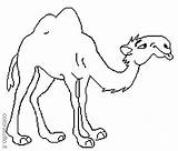 Camello Colorear Camellos Cammelli Colorare Disegni Dromadaire Sonriente Colorea Bambini Camile Desene Coloriages Guardado Coloratutto sketch template