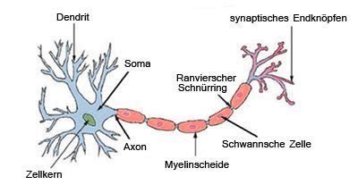 die nervenzelle logopaedie neuronen neurologie