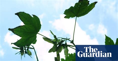Can You Identify The Uk S Most Common Trees Environment The Guardian
