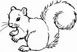 Coloring Squirrel Pages Kids Print sketch template