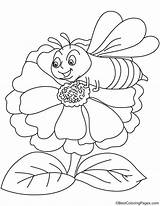 Coloring Pages Zinnia Flower Attracts Bee Getcolorings Template sketch template