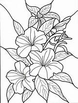 Coloring Flower Pages Tropical Kids Color Hawaiian Ages Flowers Drawings Flores Adults Print Adult Glass Para Floral Develop Recognition Creativity sketch template