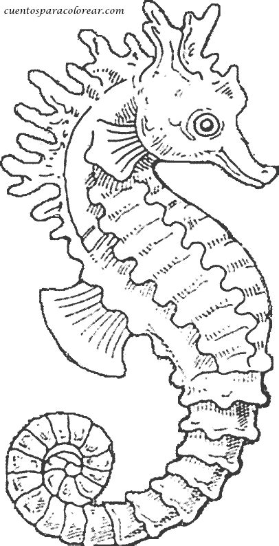 seahorse animals  printable coloring pages