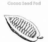 Cocoa Bean Coloring Pod Seed Color Atozkidsstuff Pages Template Sketch sketch template