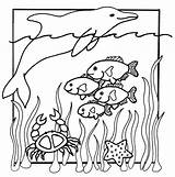 Coloring Pages Sea Ocean Under Animal sketch template