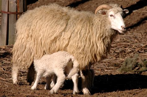ovce valaska zoo olomouc svaty kopecek
