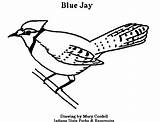 Coloring Jays sketch template