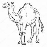 Camel Drawing Line Vector Illustration Getdrawings sketch template