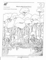 Rainforest Amazon Layers Coloring Animals Pages Tropical Forest Printable Colouring Rain Choose Board Sketch Kindergarten Worksheets Template sketch template