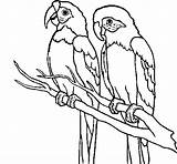 Parrots Coloring Coloringcrew sketch template
