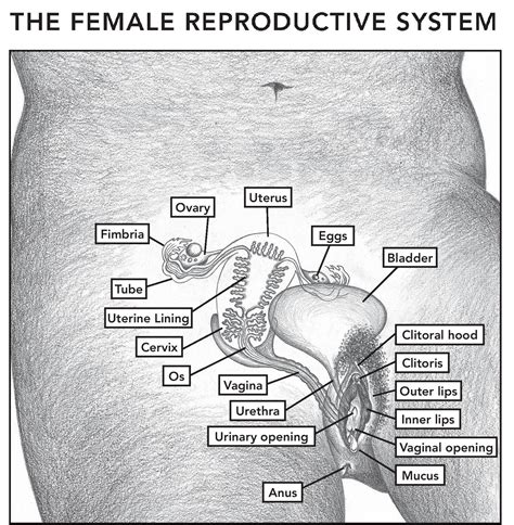 the female and male reproductive systems posters