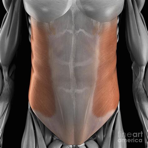 external oblique muscle photograph  science picture