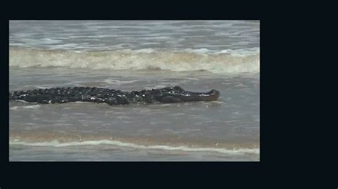 8 Foot Gator Surprises Beachgoers Cnn Video