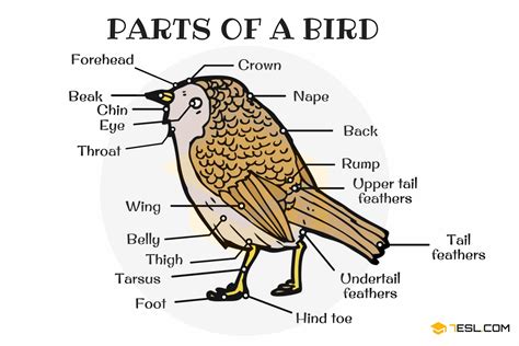 parts   bird  english bird anatomy esl