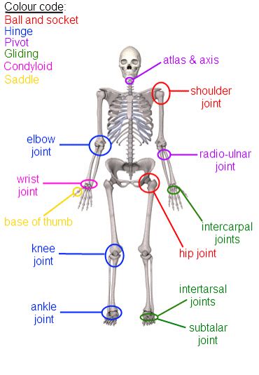anatomy examples anatomy drawing diagram