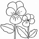 Viola Pansy Pansies Fiori Stampabile Embroidery Bestcoloringpagesforkids Tulip sketch template