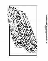 Corn Cob Coloringhome Kitty sketch template