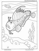 Seashore Blenny Getcolorings Adult Enregistrée Colouringpages sketch template