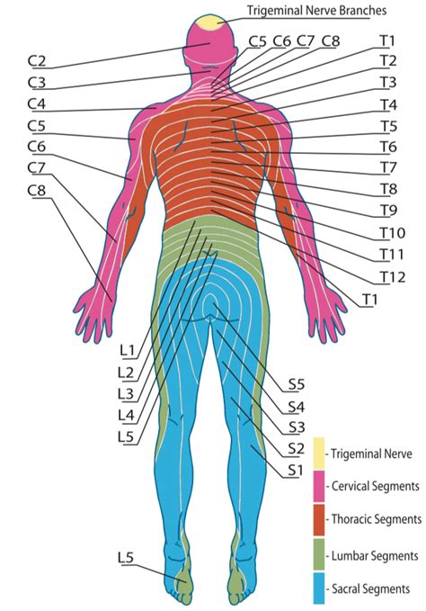 lumbar nerve root patterns