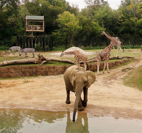 dallas zoo hopes  import  elephants  activists call  move