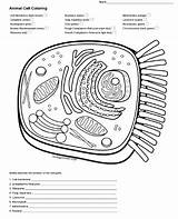 Cell Animal Coloring Key Answer Color Biologycorner Teacherspayteachers Worksheets sketch template