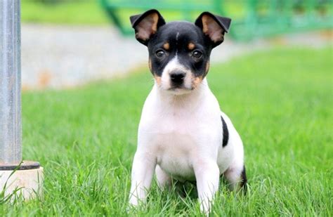 What Breeds Make A Toy Fox Terrier