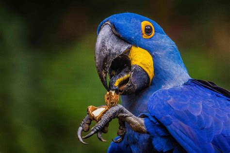 macaws fun facts   largest parrots