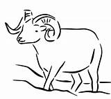 Sheep Dall Coloring Drawing Pages Alaska Bighorn Outline Rocky Balboa Printable Simple Mountain Getdrawings Designlooter Color Drawings Getcolorings Print 432px sketch template