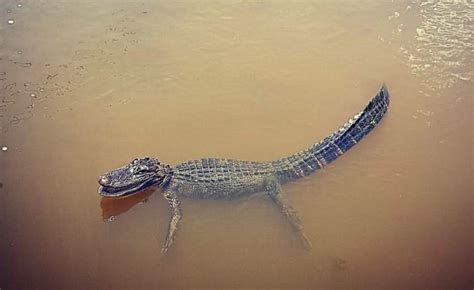 utah wildlife officials investigate report of gator in