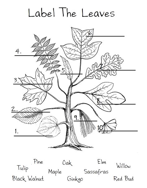 chickeemama leaf worksheet