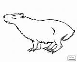 Capybara Coloring Pages Printable Color Getcolorings Fresh sketch template