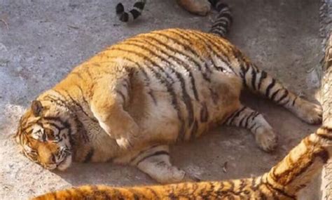 fat chinese tigers are the best thing you ll see today