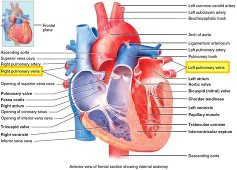 pulmonary vein anatomy function location ablation stenosis thrombosis
