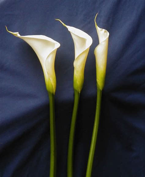 flowers calla lily