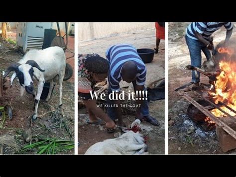 female slaughters  goat ram youtube