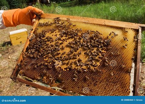bijenkorf met honing stock foto image  efficientie