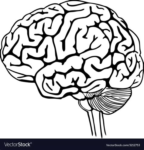 brain outline royalty  vector image vectorstock