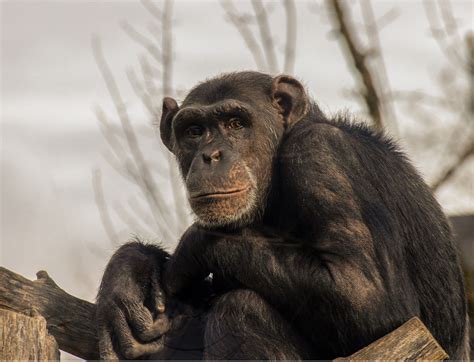 schimpanse foto bild zoo tiere affe bilder auf fotocommunity