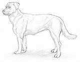 Zeichnen Hund Tier Skizze Leicht Schritt Hundes sketch template