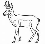 Antelope Pronghorn Coloring Pages North American Clipart Impala Color Printable Print Drawing Wildlife Saiga Drawings Supercoloring Sketch Designlooter Head Categories sketch template