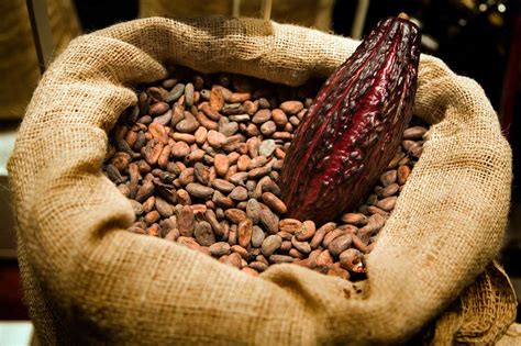 kakao selber zubereiten  gehts ganz leicht kraeutermagazin