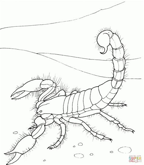 desert animals coloring pages  printable pictures