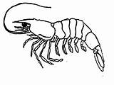 Shrimp Mantis Drawing Getdrawings Crustaceans sketch template