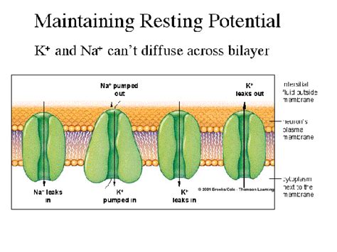 biological membrane    negative resting membrane potential   membrane